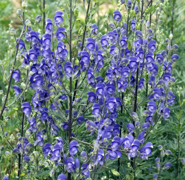 Monkshood; Aconitium, Napellus