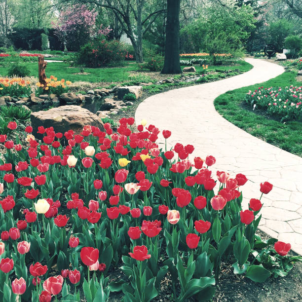 Romantic Red Tulip Park pretty public park lawrence kansas stock pictures, royalty-free photos & images