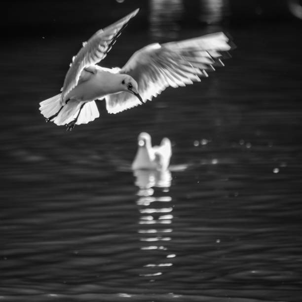 istock landing black-headed gulls in winter in black and white 642010024