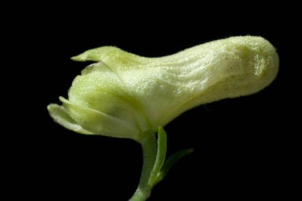 istock Wolf; monkshood; Aconitum; vulparia 642010790