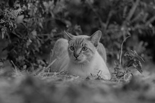 black and white portrait of cat Thailand on the ground