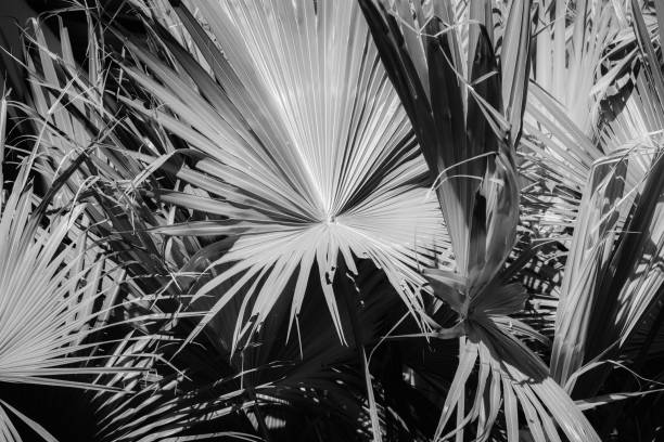 istock white and black abstract background of coconut leaf. 642011764