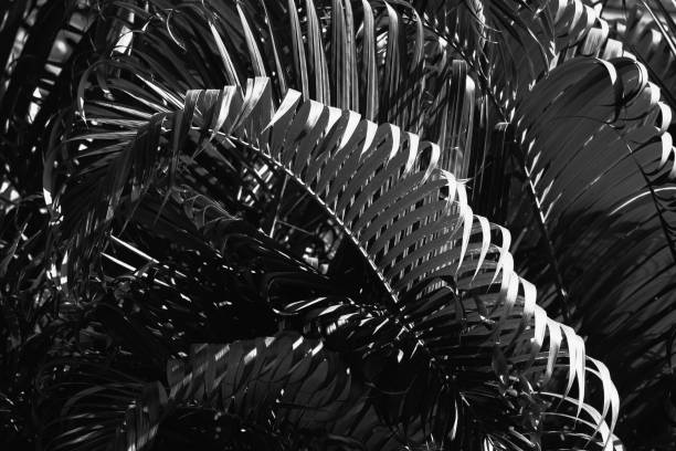 istock white and black abstract background of coconut leaf. 642012756