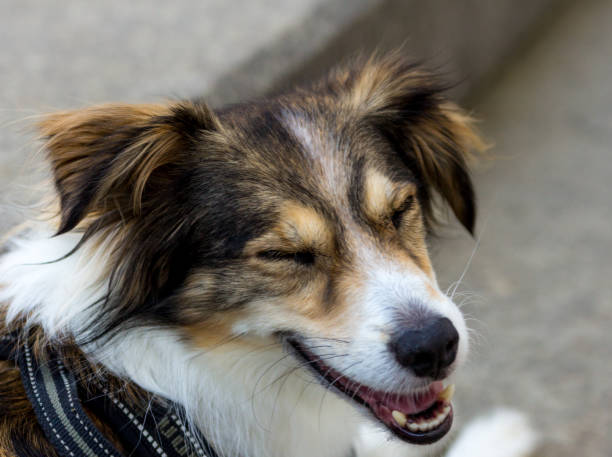 Smiling dog with eyes closed stock photo