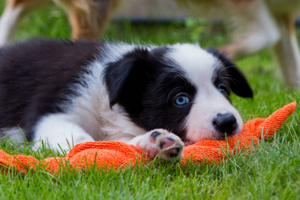 Border collie Puppy playing in the grass stock photo