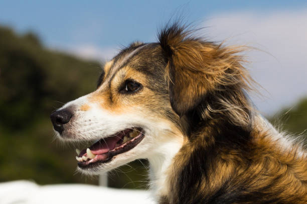 Smiling dog in the summer on a boat stock photo