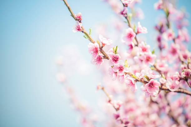 sakura cherry blossom  - flower spring pink blossom photos et images de collection