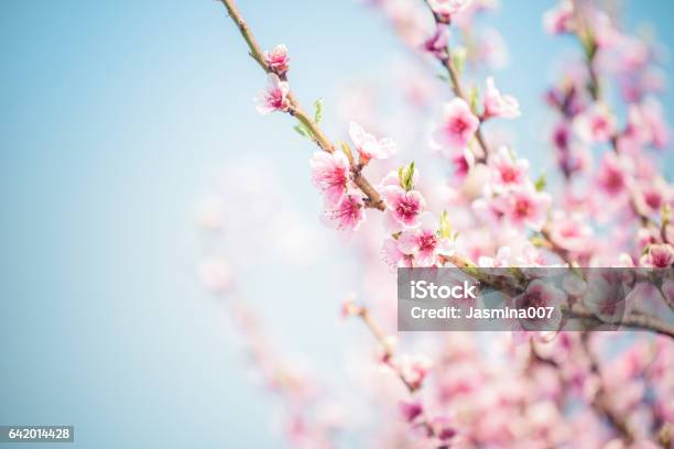 Sakura Cherry Blossom - Fotografie stock e altre immagini di Primavera - Primavera, Albero, Fiore