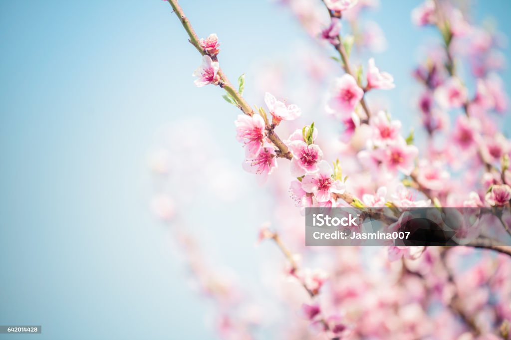 Sakura Cherry Blossom Springtime Stock Photo