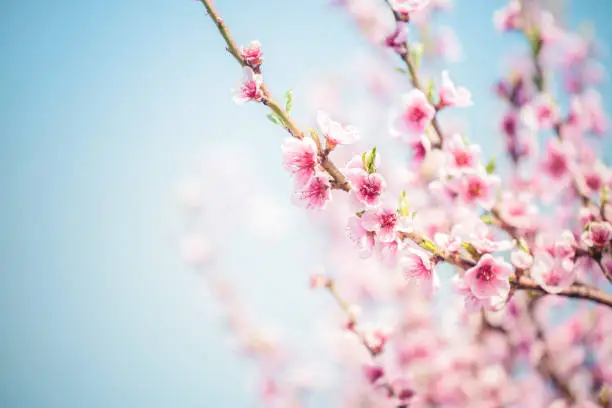 Photo of Sakura Cherry Blossom