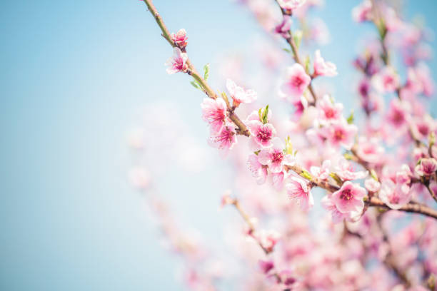 сакура цветения вишни  - apple flowers стоковые фото и изображения