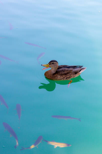 Duck swimming in th river with some fishes stock photo