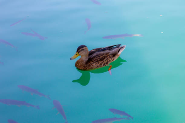 Duck swimming in the river with some fishes stock photo