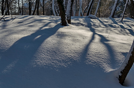 Shadows from trees on white snow. Winter picture.  Footprints on the snow crust.