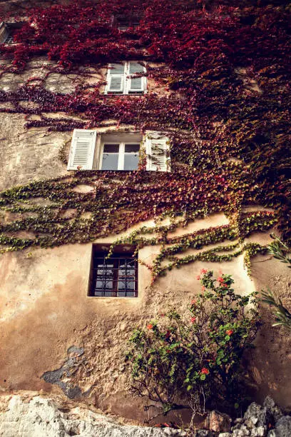Ancient wall with bindweeds on it in picturesque Eze village in South of France