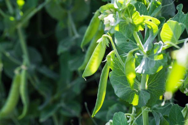 istock Green peas plant in the garden 642020302