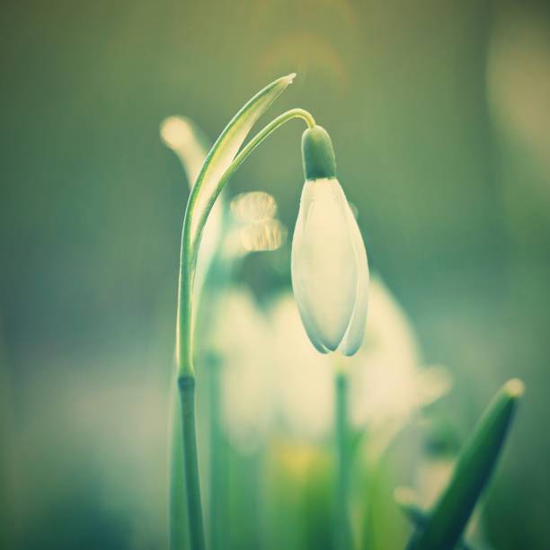 istock Spring flowers - snowdrops. Beautifully blooming in the grass. 642021260
