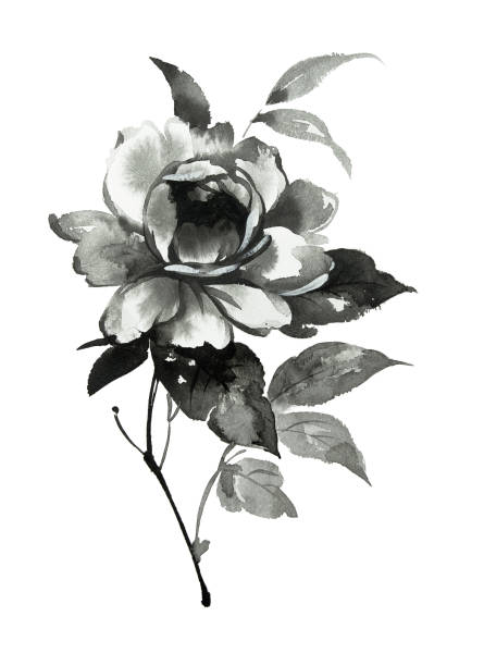 牡丹の花のイラストをインクします墨絵風 - 花のベクターアート素材や