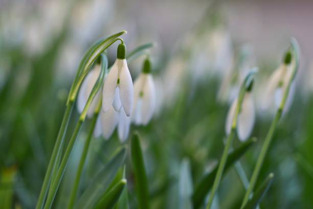 istock Spring flowers - snowdrops. Beautifully blooming in the grass. 642022490