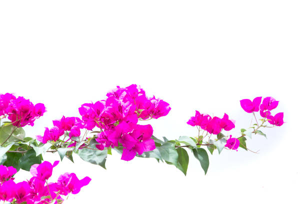 istock bougainvilleas isolated on white background. 642029608