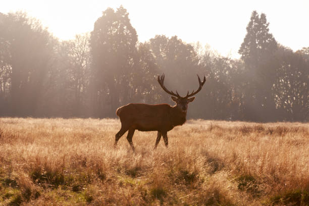 istock Red deer in Richmond Park 642030670
