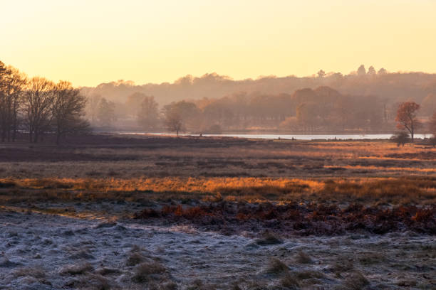 istock Frosty landscape in Richmond Park 642031236