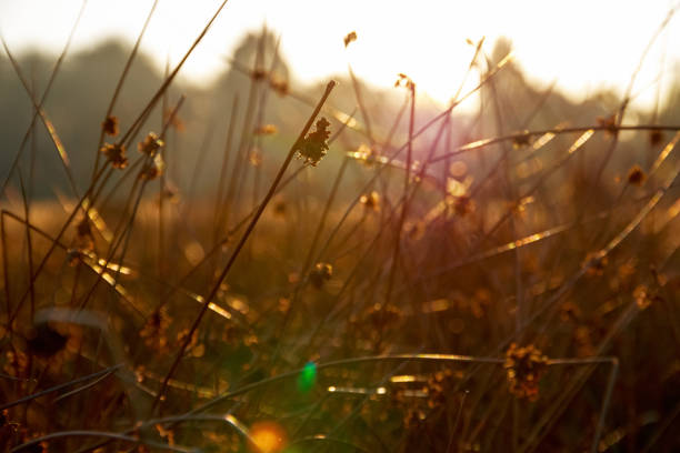 istock Thick stems of grass in golden sunlight 642031310