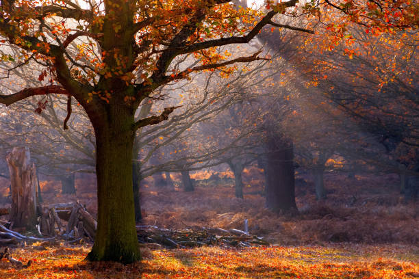 Rays of sunlight pouring through woods in Richmond Park, London Rays of sunlight pouring through woods in Richmond Park, London richmond park stock pictures, royalty-free photos & images