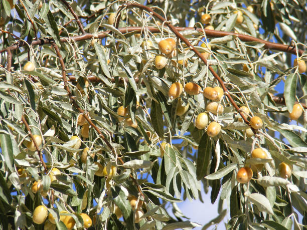 elaeagnus tree and ripe fruits elaeagnus tree and ripe fruits elaeagnus angustifolia stock pictures, royalty-free photos & images