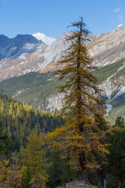 istock One yellow spruce in the mountains 642032426