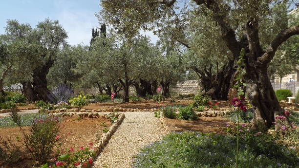 예루살렘의 올리브 산의 기슭에 겟 세 마네 정원 - garden of gethsemane 뉴스 사진 이미지