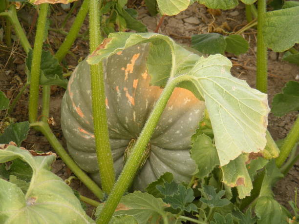 istock Pumpkin in the field 642032918