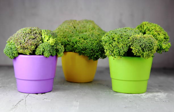 Broccoli in the vase Broccoli in the vase интерьер помещений stock pictures, royalty-free photos & images