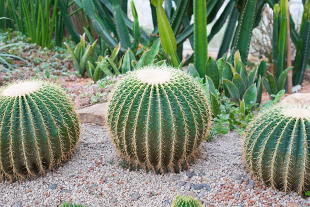 Golden Barrel Cactus or Echinocactus grusoni