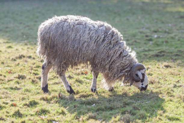 istock Profile of Mongolian sheep grazing 642036120
