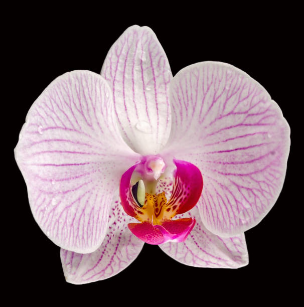 istock Pink orchid flowers, Orhideea Phalaenopsis, isolated 642037868