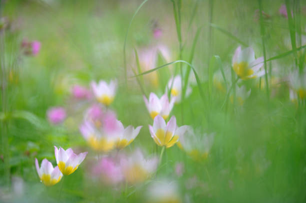 Close-up directly above image of colourful wild tulip - Tulipa Orphanidea - threatened with extinction endemic plant seen in the nature reserve of Golo Bardo, Bulgaria