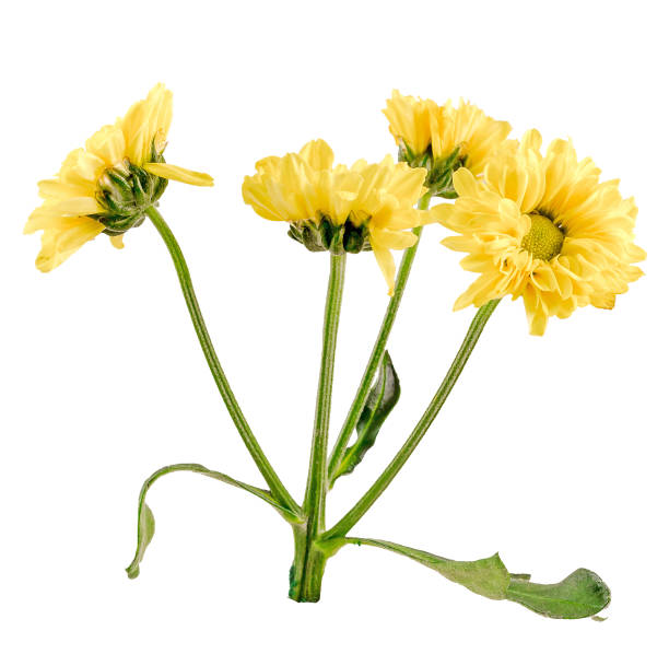 istock Yellow Dahlia flowers, close up, isolated 642038780