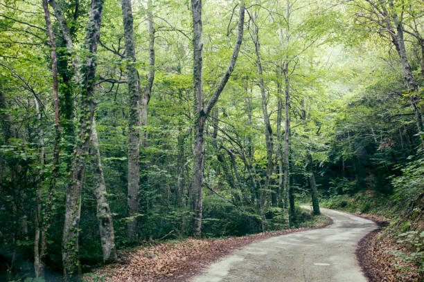 istock A glimpse at a Catalonia mountain forest road 642039698