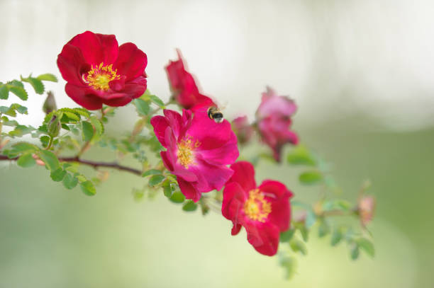 Red rose flowers and bumblebee