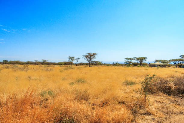 istock A view of african savannah 642041880