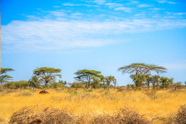 istock A view of african savannah 642042036