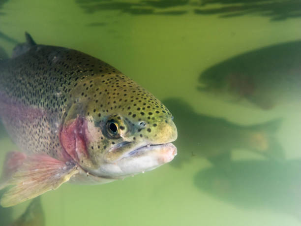 istock Head Close-up Summer Steelhead Swimming January 642042182