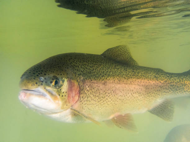istock Summer Steelhead swimming in January 642042382