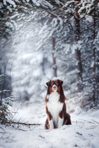 Dog Australian shepherd sitting in the snow in the forest