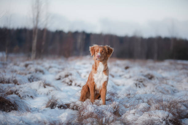 A golden retriever in the snow