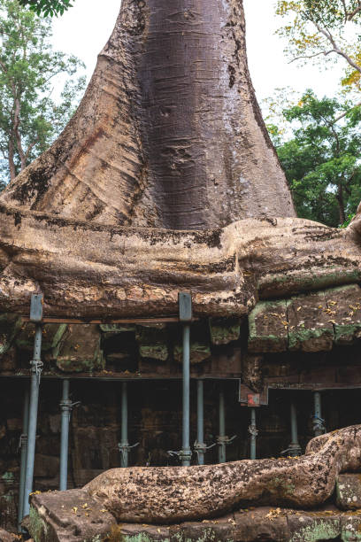 istock Trees and galleries in Ta Prohm Temple, Cambodia. 642046478