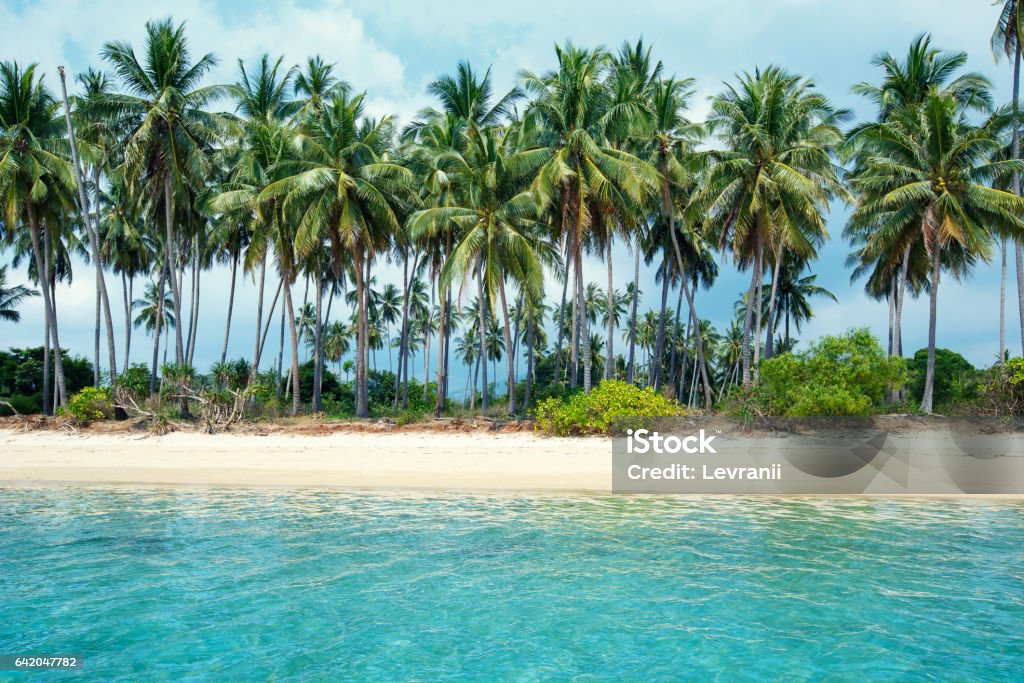 Tropical beach and coconut palms in Koh Samui, Thailand Tropical beach and coconut palms in Koh Samui, Thailand, Asia Beach Stock Photo