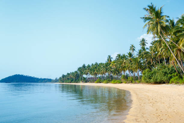 istock Tropical beach and coconut palms in Koh Samui, Thailand 642053596
