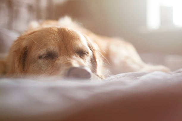 A golden retriever is asleep on the family bed